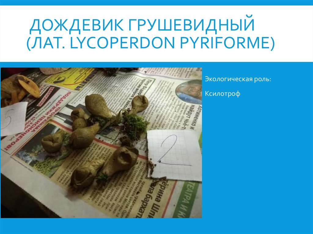 Дождевик грушевидный (лат. Lycoperdon pyriforme)