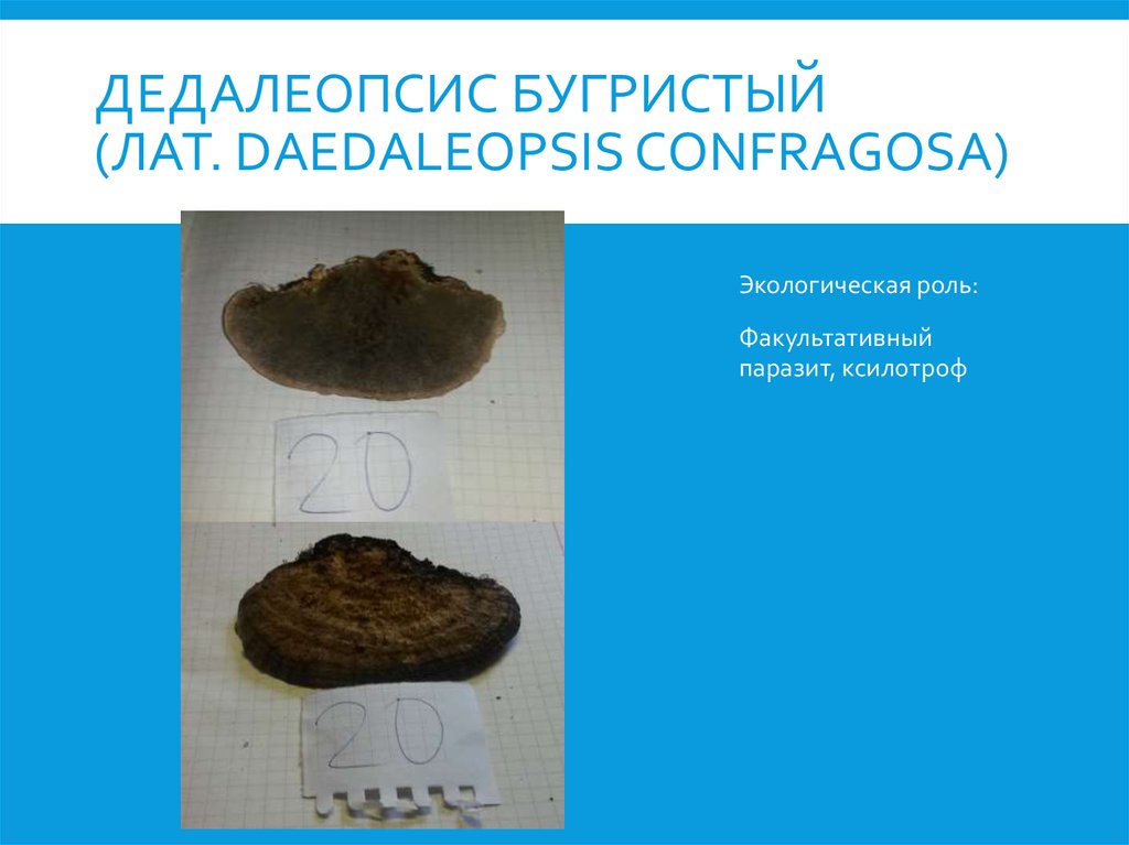 Дедалеопсис бугристый (лат. Daedaleopsis confragosa)