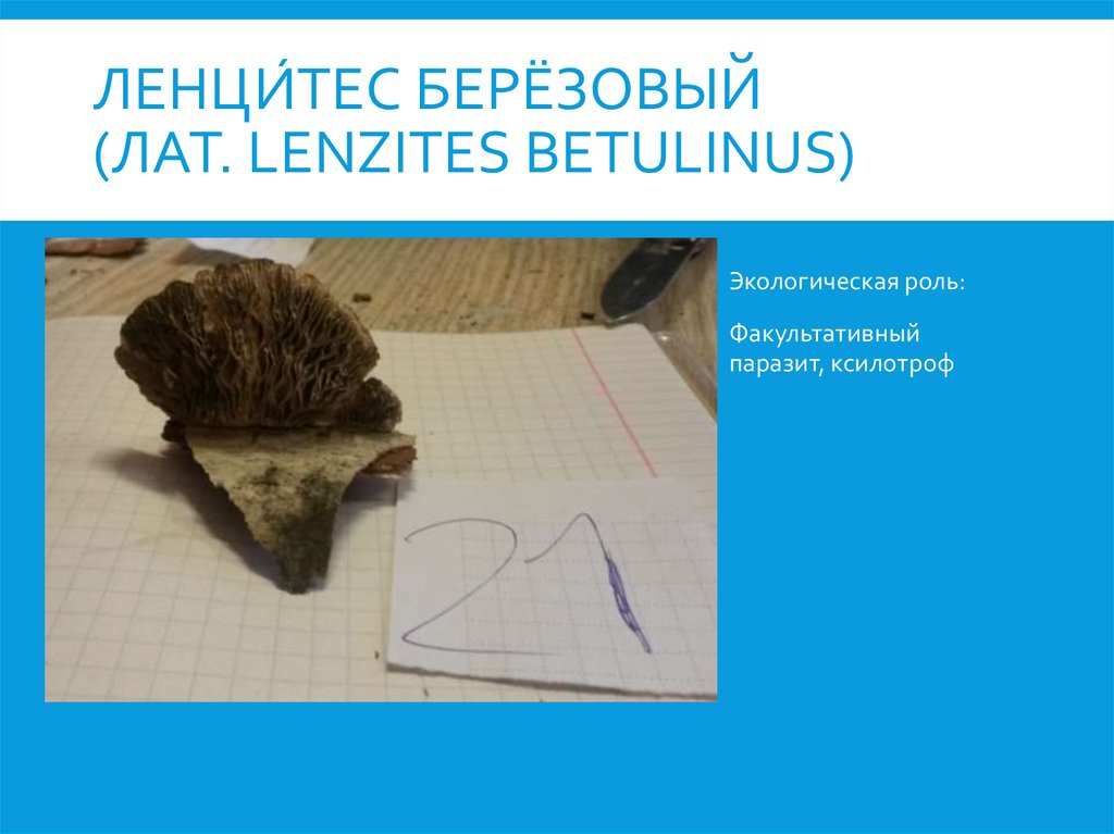 Ленци́тес берёзовый (лат. Lenzites betulinus)