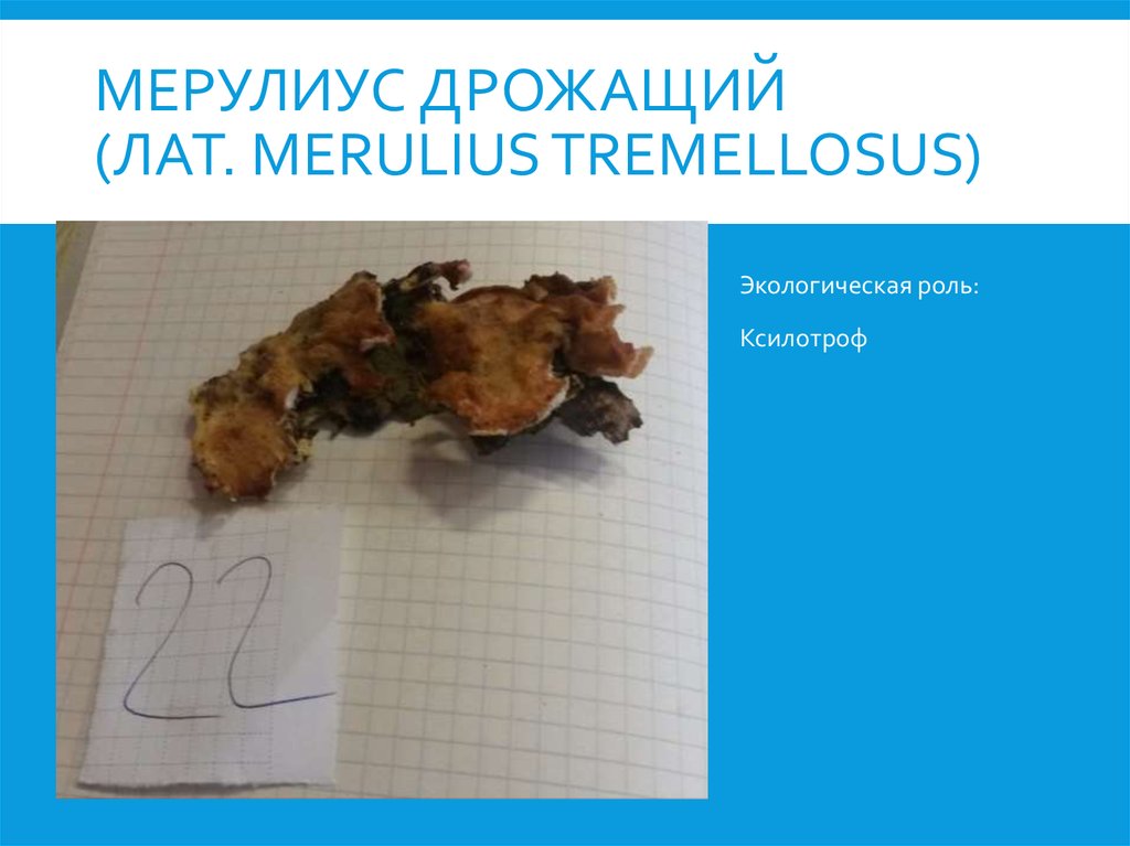 Мерулиус дрожащий (лат. Merulius tremellosus)