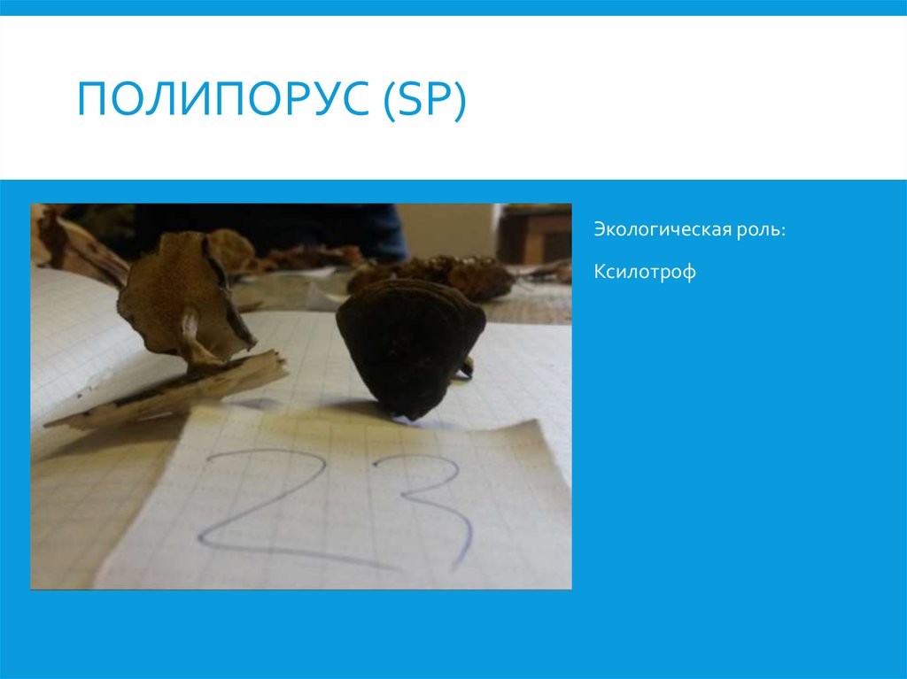 Полипорус (sp)