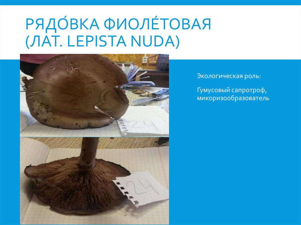 Рядо́вка фиоле́товая (лат. Lepista nuda)