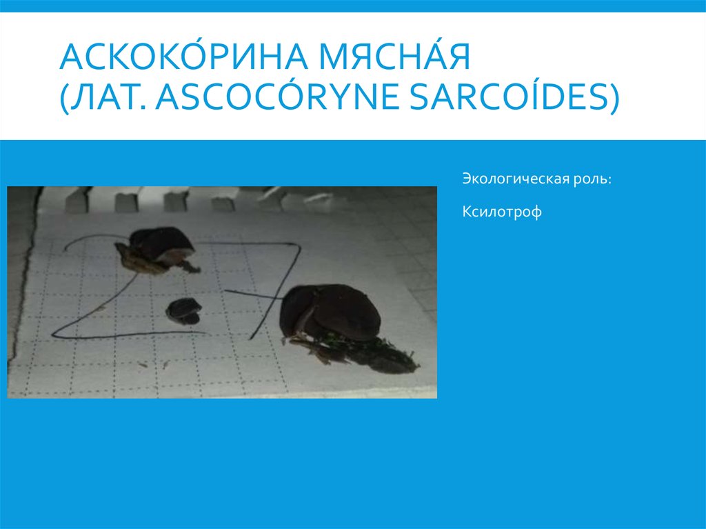 Аскоко́рина мясна́я (лат. Ascocóryne sarcoídes)