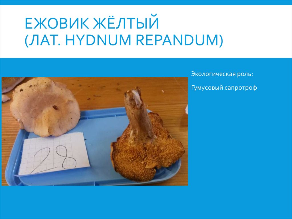 Ежовик жёлтый (лат. Hydnum repandum)