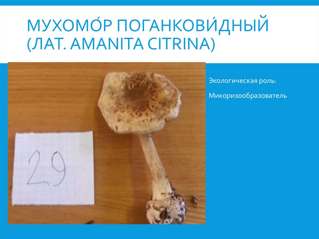 Мухомо́р поганкови́дный (лат. Amanita citrina)