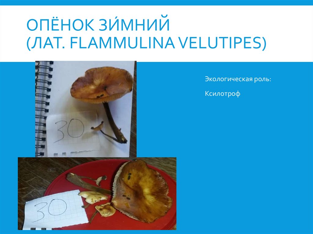 Опёнок зи́мний (лат. Flammulina velutipes)