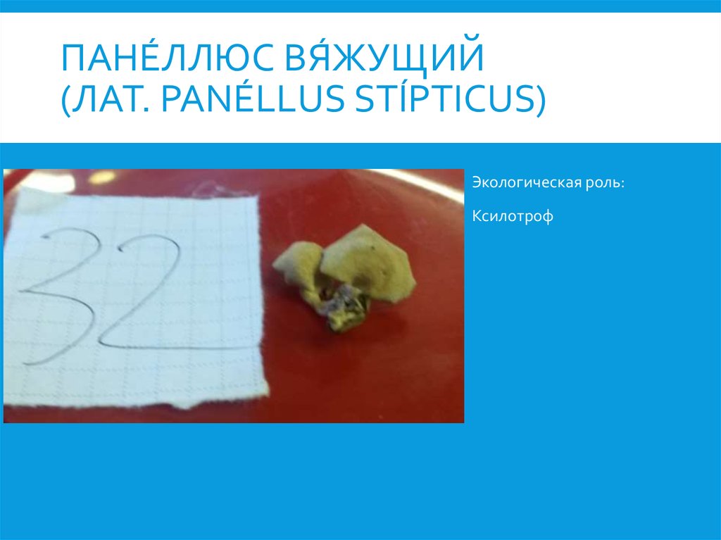 Пане́ллюс вя́жущий (лат. Panéllus stípticus)