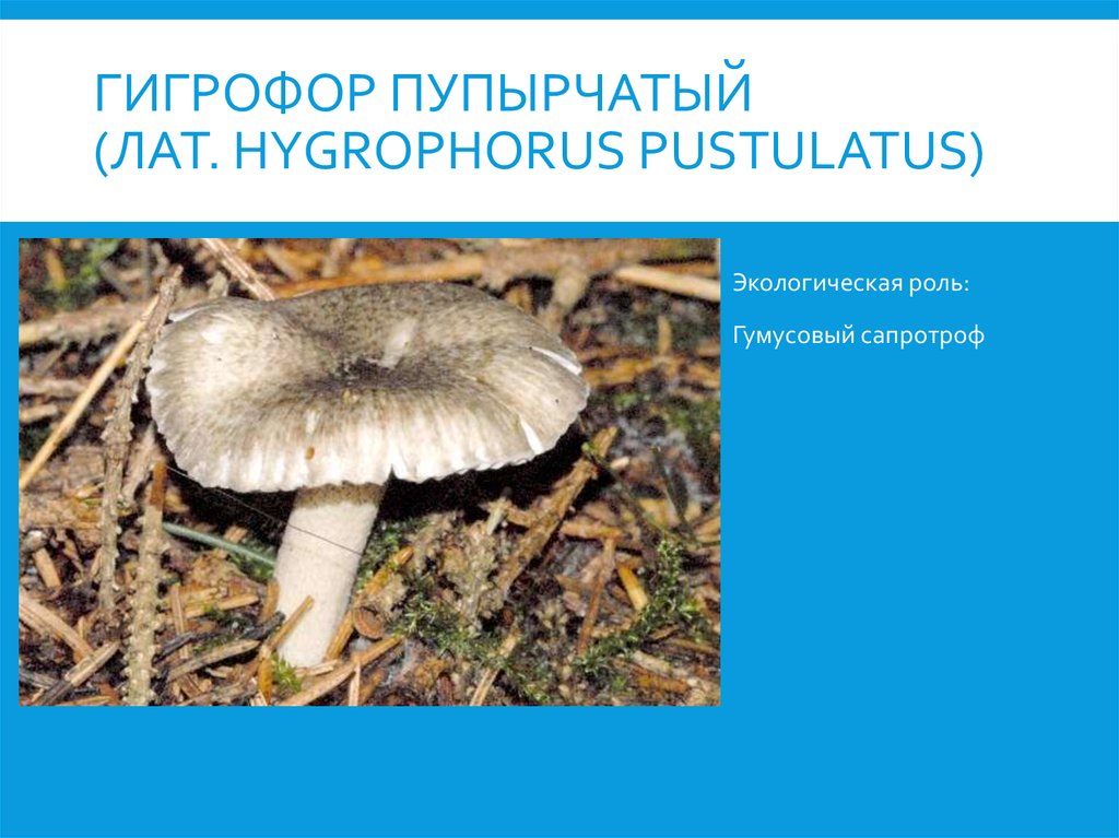 Гигрофор пупырчатый (лат. Hygrophorus pustulatus)