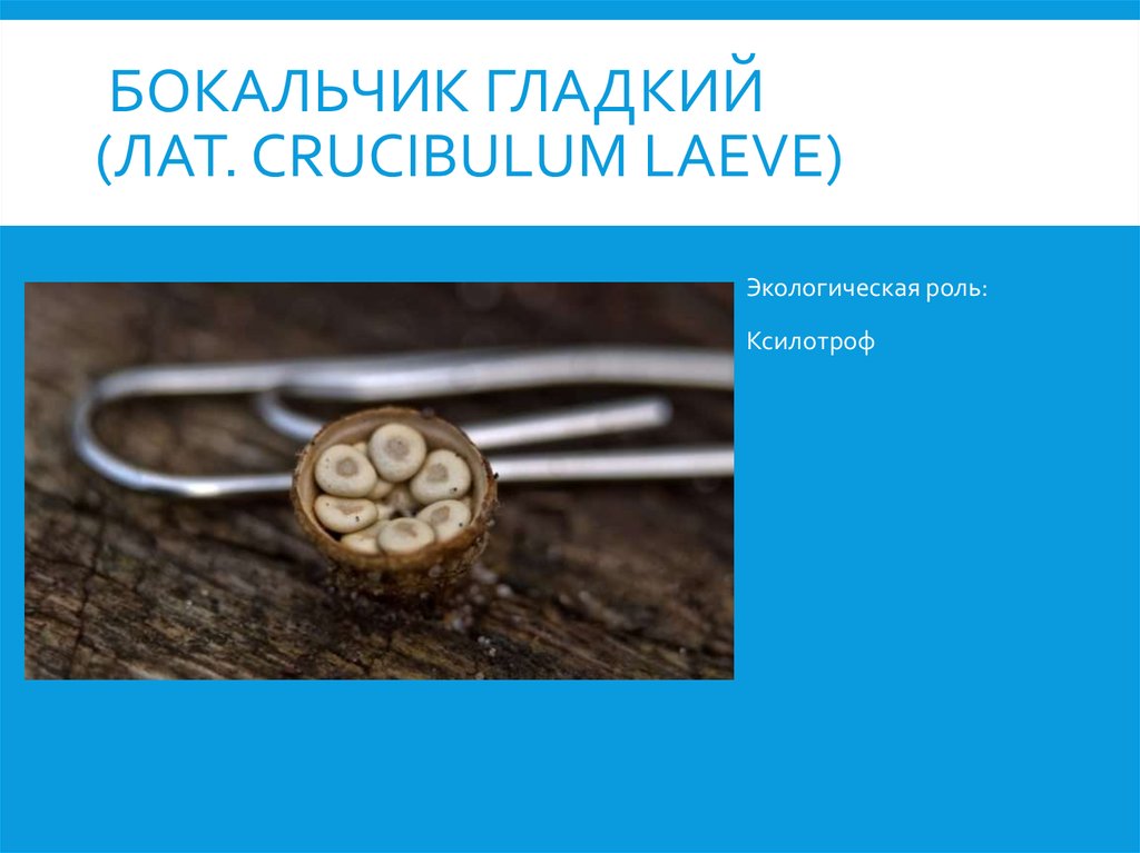 Бокальчик гладкий (лат. Crucibulum laeve)