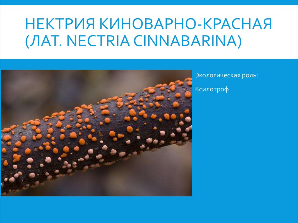 Нектрия киноварно-красная (лат. Nectria cinnabarina)