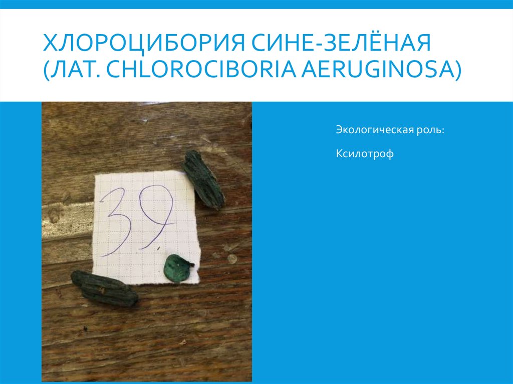хлороцибория сине-зелёная (лат. Chlorociboria aeruginosa)