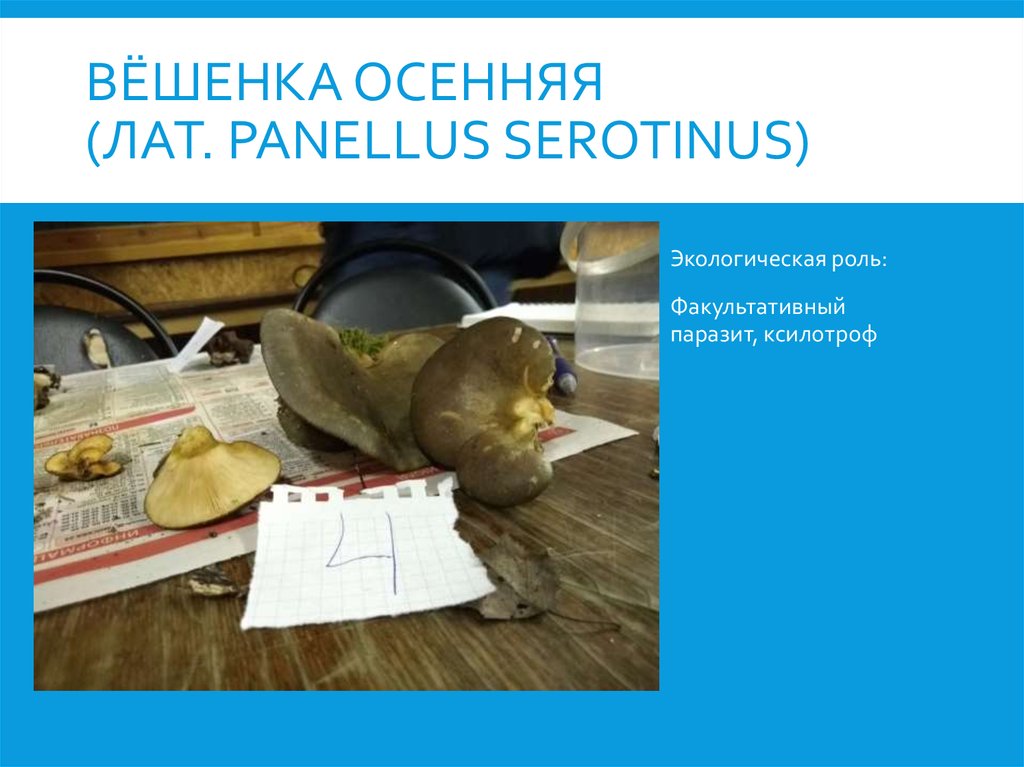 Вёшенка осенняя (лат. Panellus serotinus)