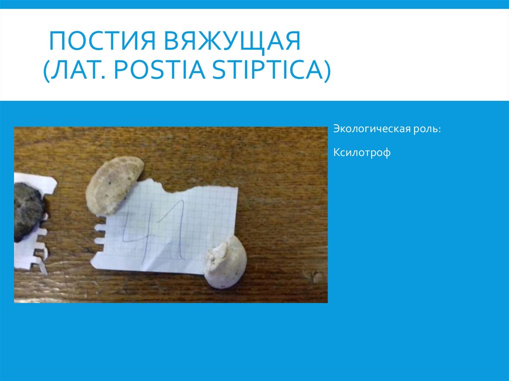 Постия вяжущая (лат. Postia stiptica)