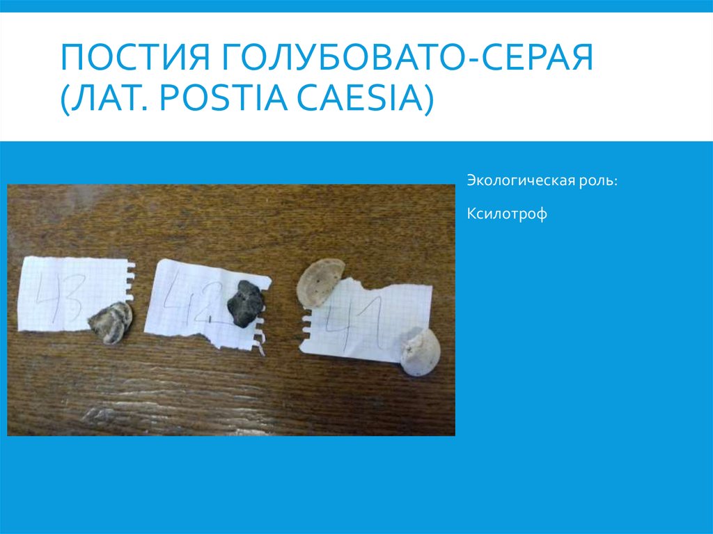 Постия голубовато-серая (лат. Postia caesia)