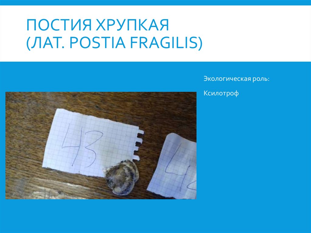 Постия хрупкая (лат. Postia fragilis)