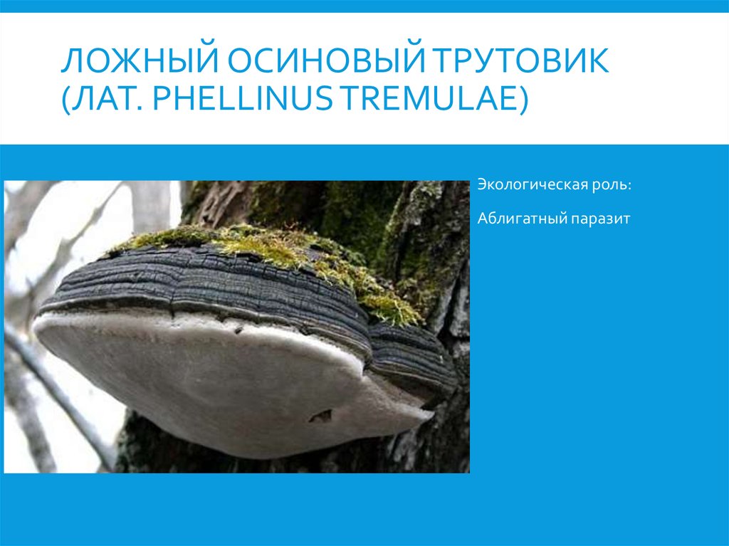 Ложный осиновый трутовик (лат. Phellinus tremulae)