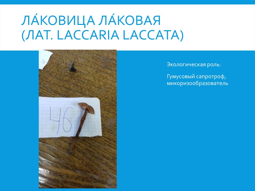 Ла́ковица ла́ковая (лат. Laccaria laccata)