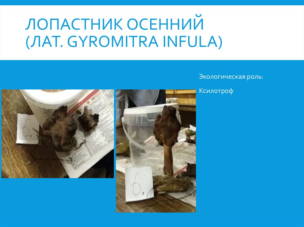 лопастник осенний (лат. Gyromitra infula)