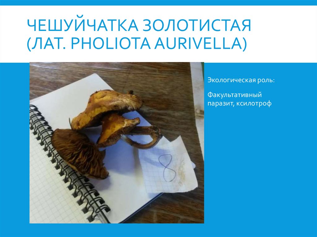 Чешуйчатка золотистая (лат. Pholiota aurivella)