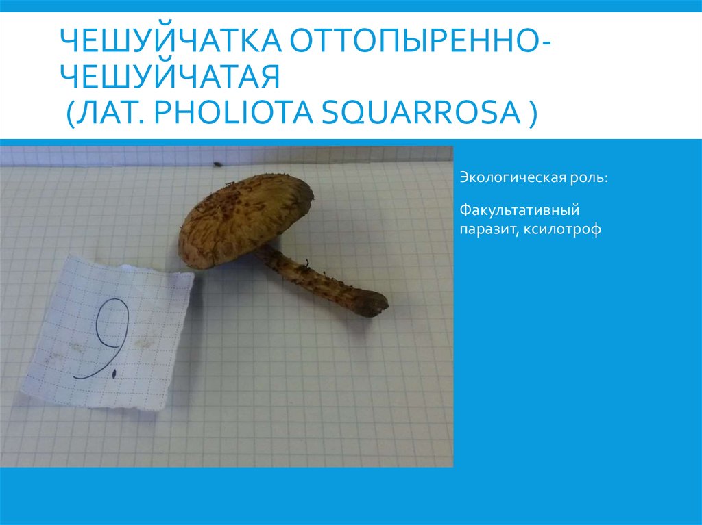 Чешуйчатка оттопыренно- чешуйчатая (лат. Pholiota squarrosa )