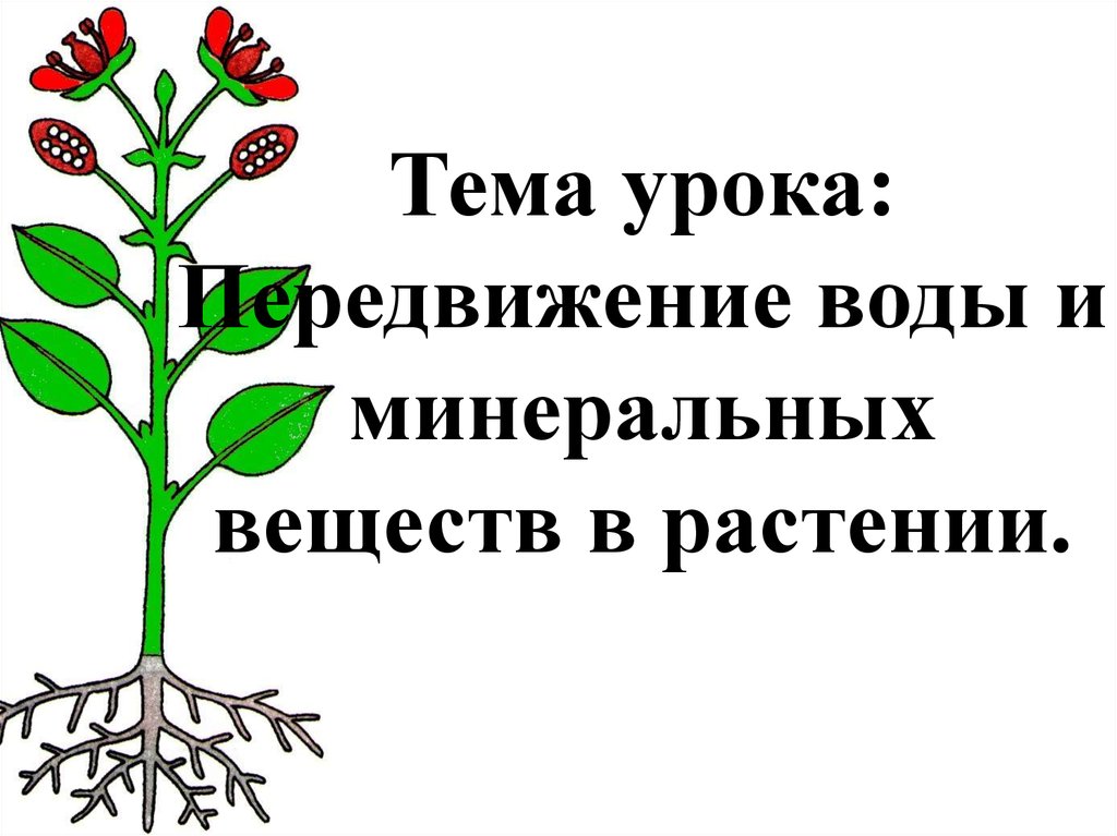 Передвижение веществ у растений 6 класс презентация