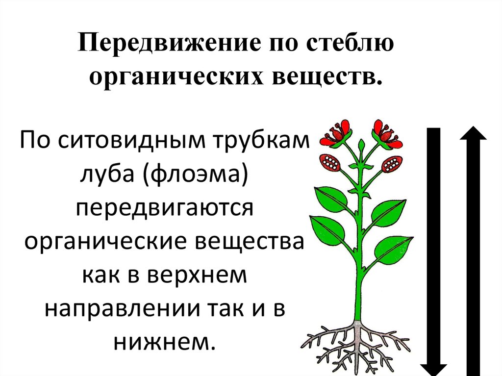 Передвижение веществ у растений 6 класс презентация пасечник