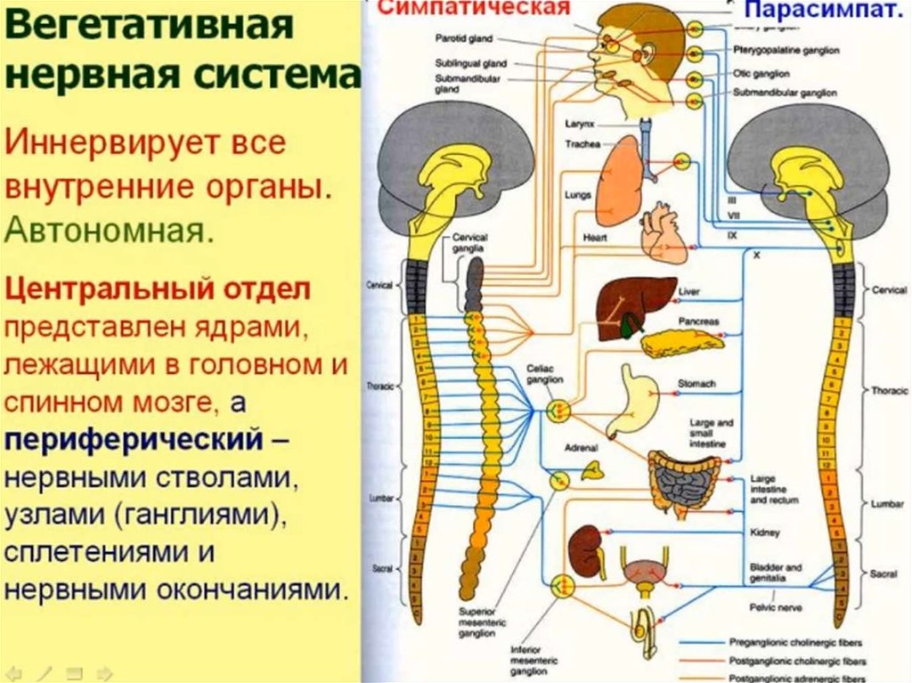 Симпатическая нервная. Периферическая и вегетативная нервная система. Центральная и периферическая часть вегетативной нервной системы. Периферический отдел вегетативной нервной системы. Периферический отдел вегетативная нервная система человека.