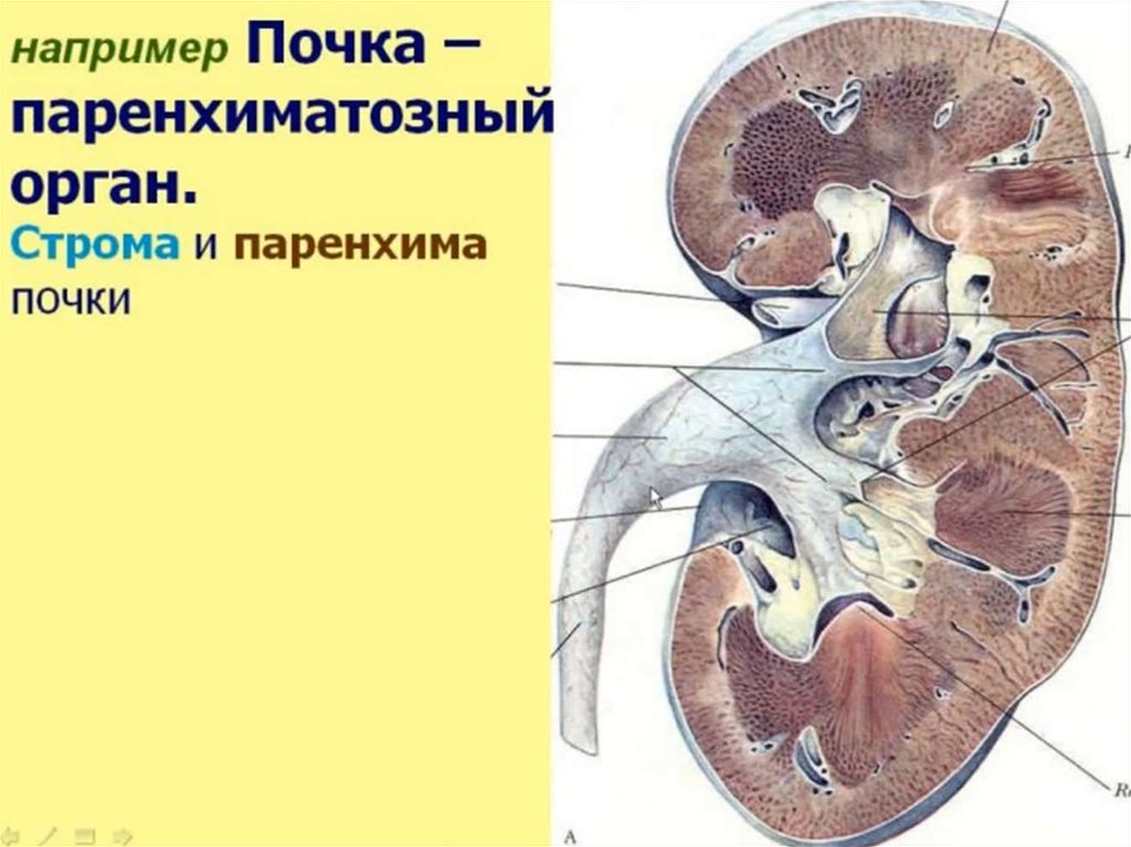 Паренхима почки. Строма паренхиматозных органов. Строма и паренхима органа. Строение паренхиматозных органов.