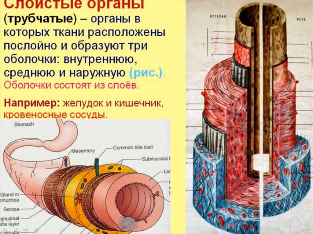 Из которых расположено именно в. Стенки трубчатых органов. Схема строения трубчатого органа. Строение трубчатых органов. Строение стенки трубчатого органа.