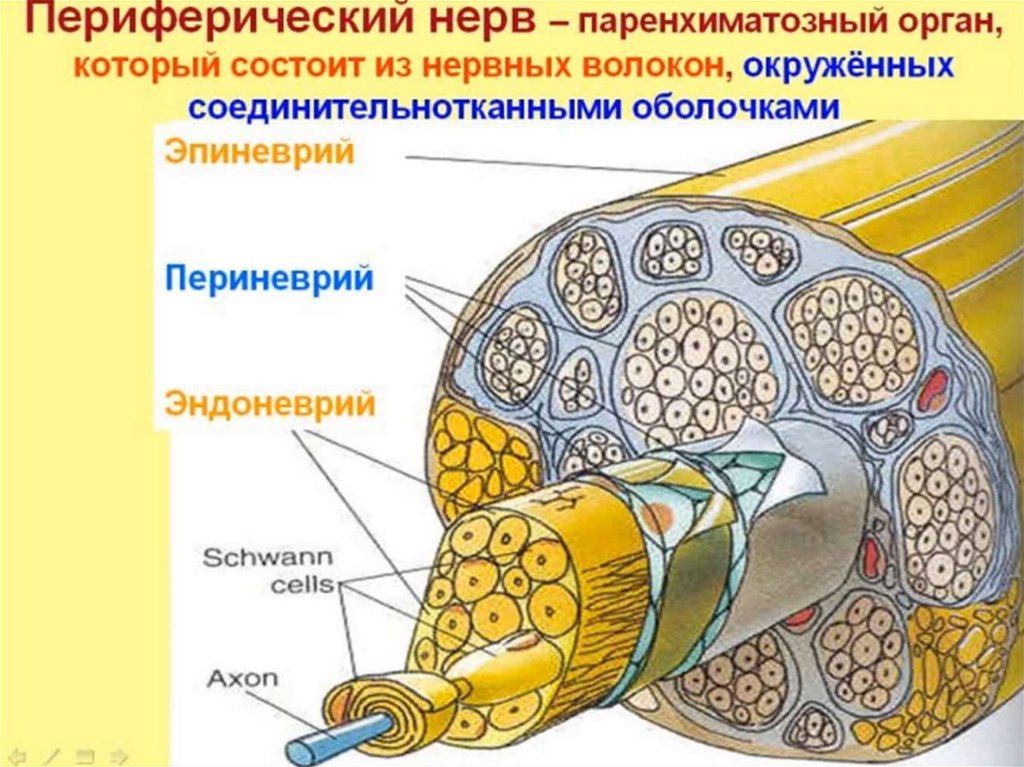 Строение нерва оболочки. Оболочки нерва эндоневрий периневрий эпиневрий. Схема строения периферического нерва. Поперечный срез периферического нерва. Морфофункциональное строение периферического нерва..