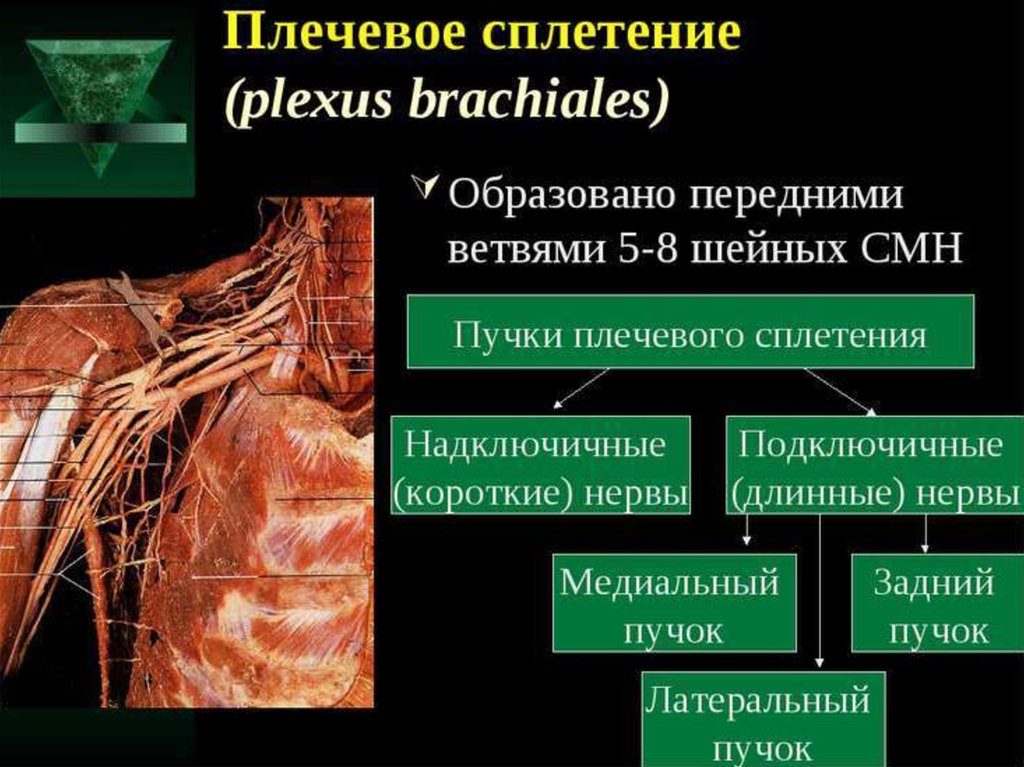 Плечевое сплетение презентация