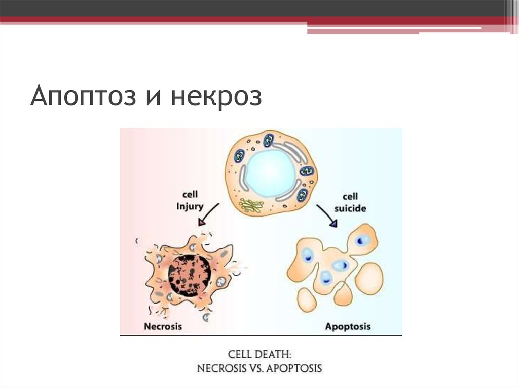 Презентация на тему некроз апоптоз