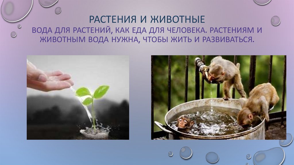 Нужна ли растению вода. Вода для животных и растений. Важность воды для растений. Вода в жизни животных. Роль воды для растений и животных.