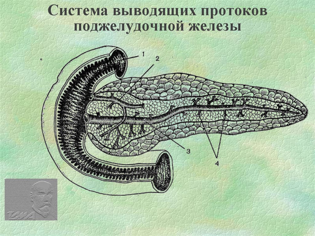 Выводящая система. Проток поджелудочной железы. Вирсунгов проток поджелудочной железы. Система протоков желудочной железы. Вирсунгов проток анатомия поджелудочной железы.