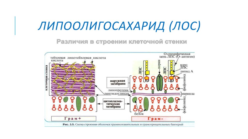 Белки клеточной стенки растений. Липоолигосахарид гонококка. Схема строения клеточной стенки грамположительных бактерий. Окраска клеточной стенки бактерий. Антигены клеточной стенки.