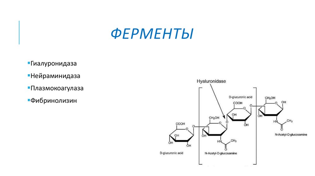 Фермент гиалуронидаза. Фермент гиалуронидаза синтезируется:. Гиалуронидаза химическое строение. Гиалуронидаза фермент формула. Гиалуронидаза схема реакции.