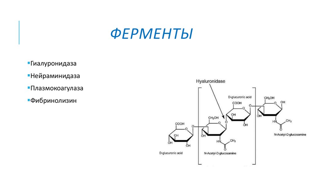 Что такое гиалуронидаза. Гиалуронидаза схема реакции. Гиалуронидаза биохимия. Гиалуронидаза фермент формула. Гиалуронидаза формула химическая.