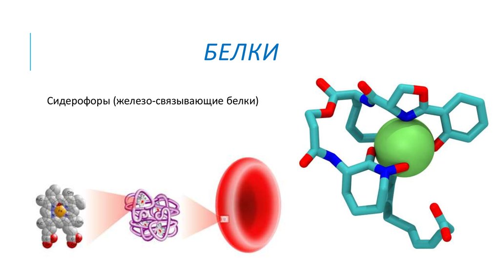 Белки в железе. Сидерофоры. Белки сидерофоры. Белки связывающие железо. Сидерофоры бактерий.