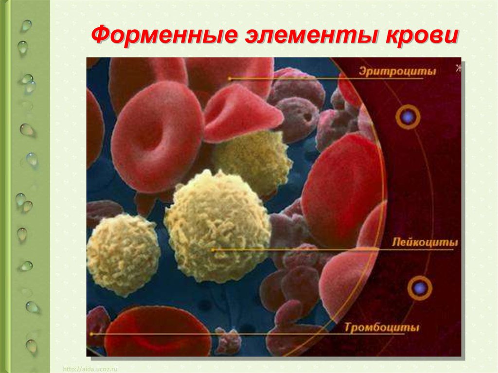 Тромбоциты картинки для презентации