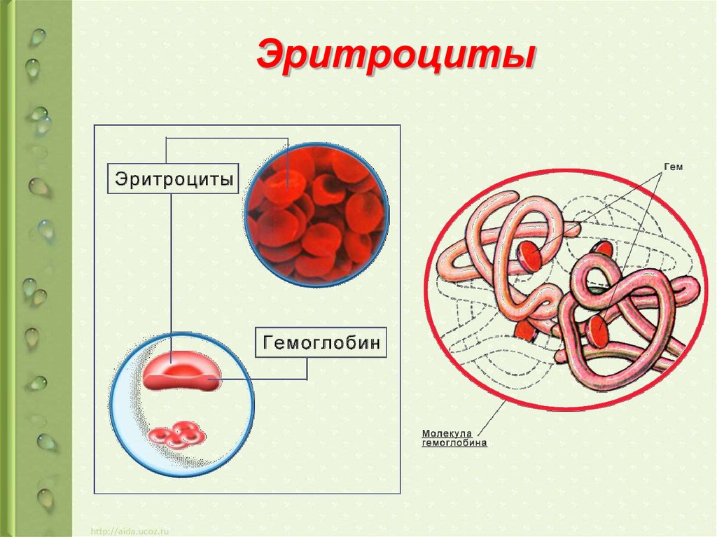 Гемоглобин дыхание. Гемоглобин и Эритройит. Молекула эритроцита. Структура эритроцита и гемоглобина. Эритроциты гемоглобин железо.