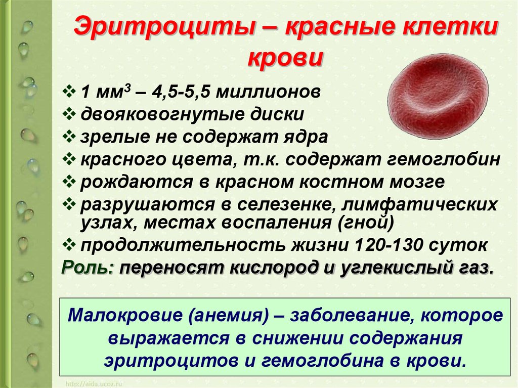Пониженные эритроциты у мужчины причины. Эритроциты. Эритроциты в крови. Эритроциты красные кровяные клетки. Эритроциты млекопитающих структура.