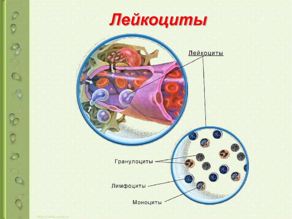 Строение лейкоцитов. Лейкоциты рисунок. Строение лейкоцитов человека. Лейкоциты внутреннее строение.