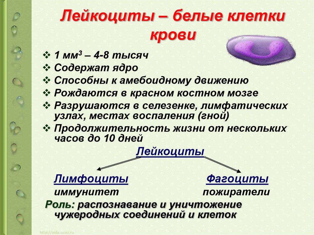Какие клетки способны к делению. Лейкоциты биология 8 класс. Белые клетки крови строение. Функции лейкоцитов 8 класс биология. Лейкоциты белые клетки крови.