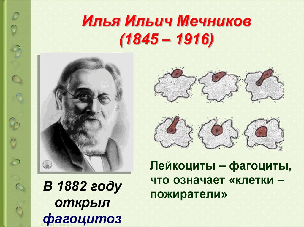 Что открыл мечников в биологии. 1892 Фагоцитоз Мечников. Мечникова Ильи Мечникова фагоцитоз.