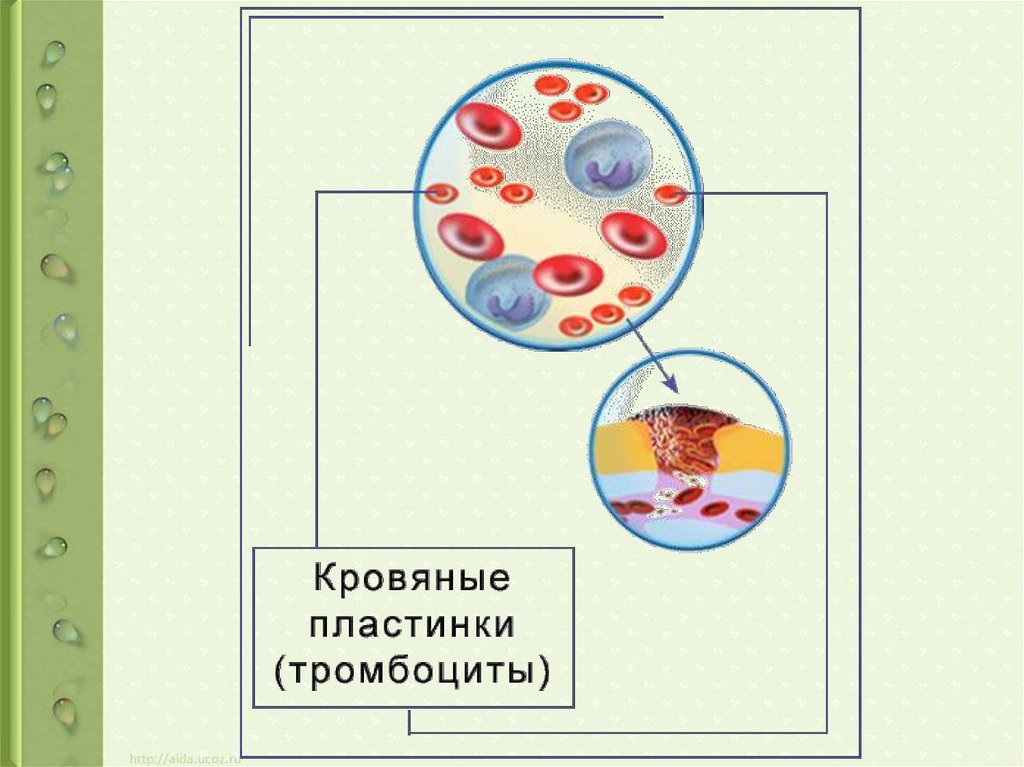 Образует внутреннюю среду клетки. Кровь рисунок биология. Тромбоциты это в биологии. Рисунок клетки тромбоциты. Урок биология тема кровь.