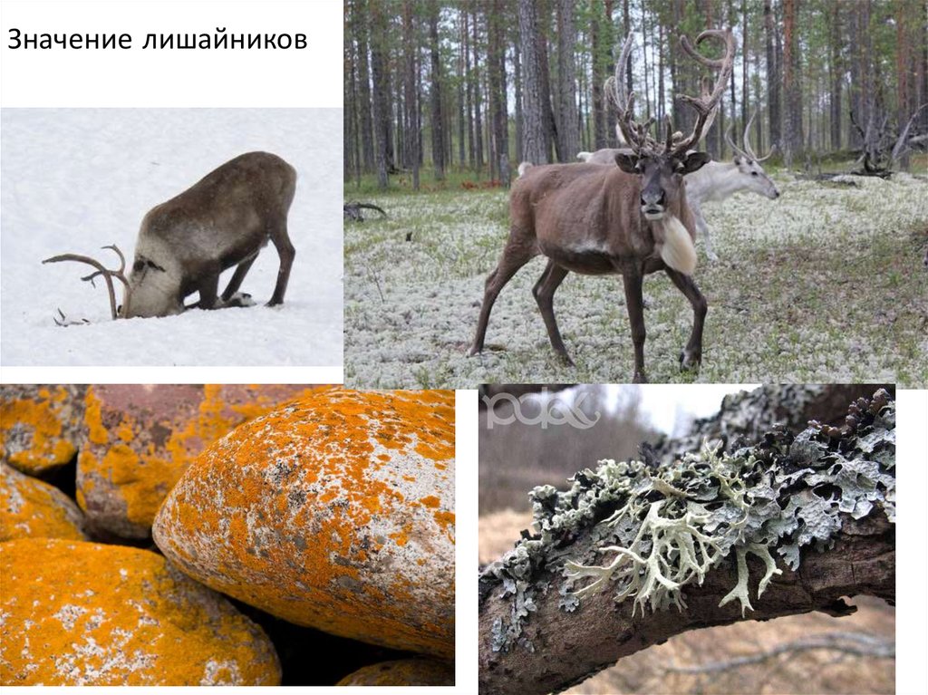 Значение лишайников