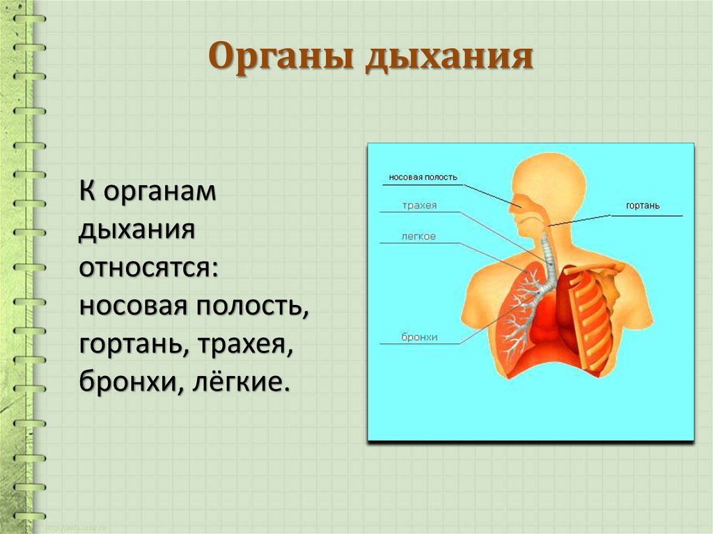 Микрофлора верхних дыхательных путей микробиология презентация