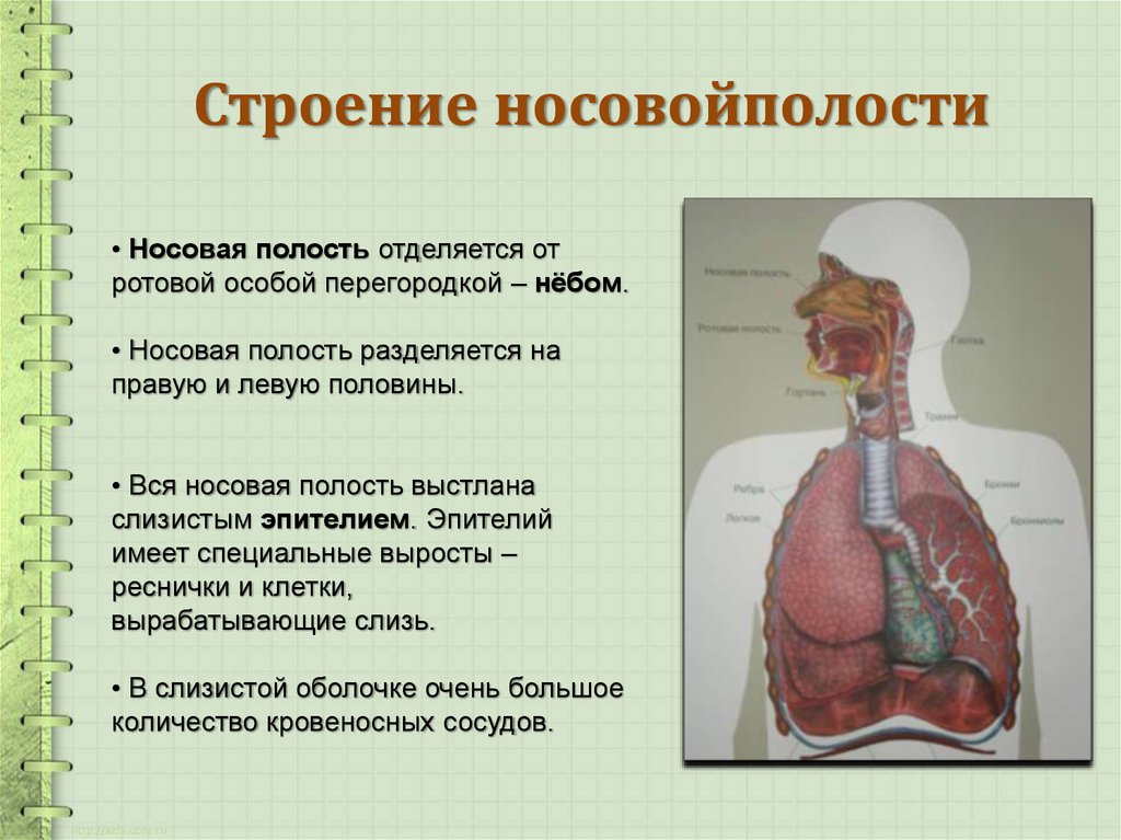 Значение дыхательной системы. Классификация органов дыхательной системы. Значение дыхательных путей. Органы дыхания и голосообразования. Тема урока органы дыхания.