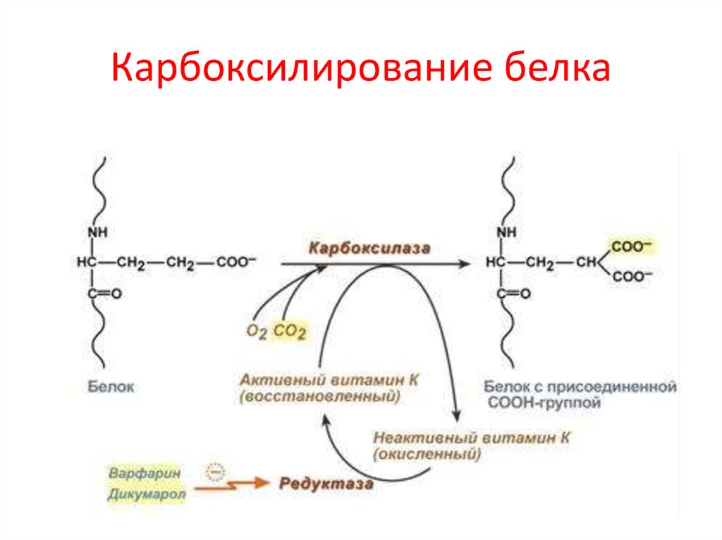 Витамин к презентация биохимия