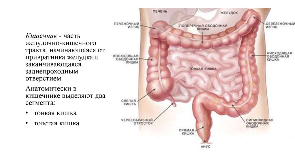 Строение Кишечника Человека Схема С Названиями Фото